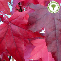 Liquidambar styraciflua 'Lane Roberts' tree