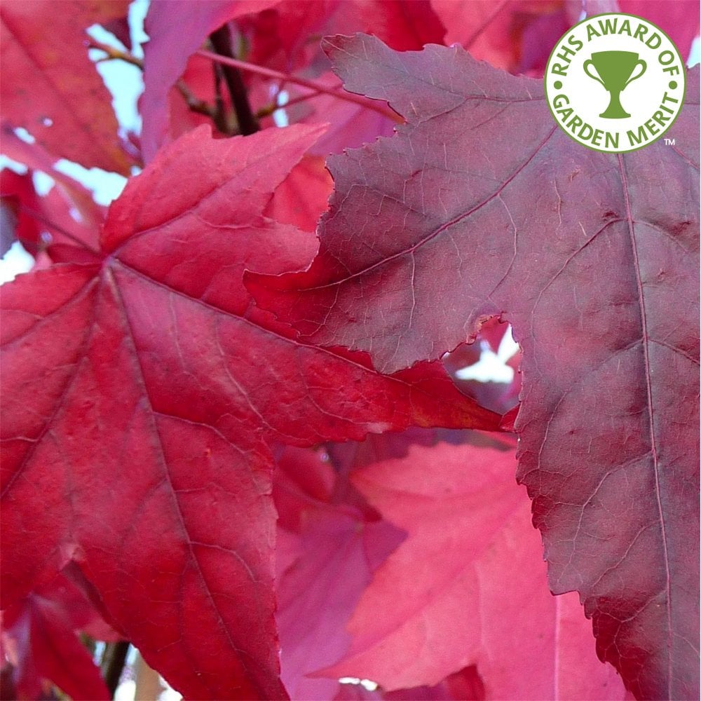 Liquidambar styraciflua 'Lane Roberts' tree