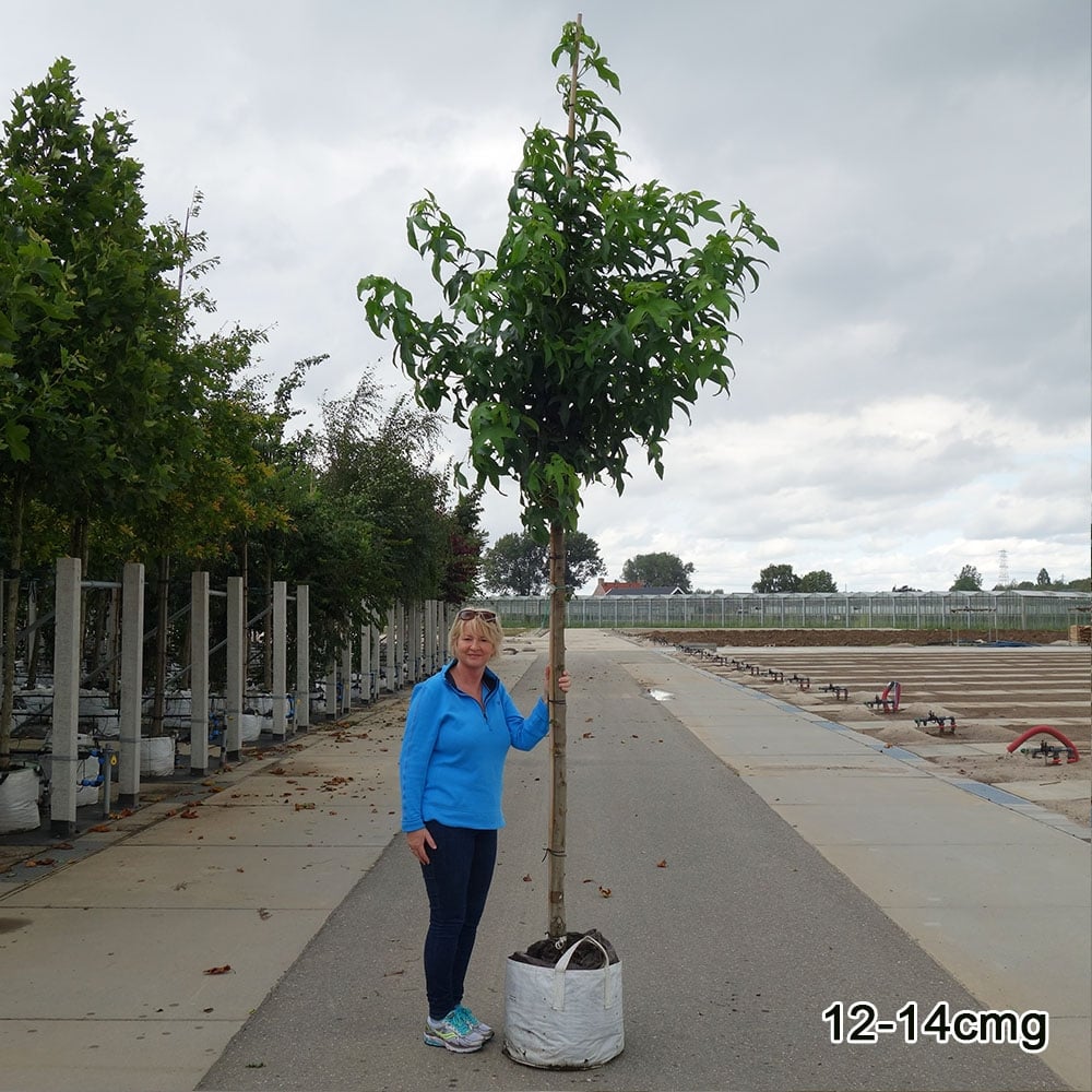 Mature Liquidambar 'Lane Roberts' Sweet Gum tree