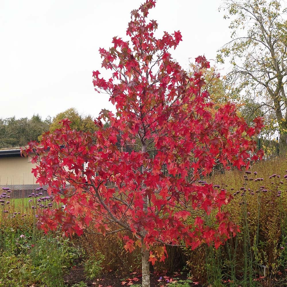 Liquidambar 'Lane Roberts' in autumn