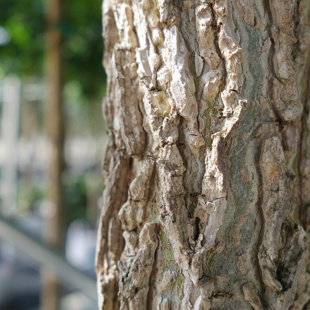 Bark of Liquidambar 'Lane Roberts'