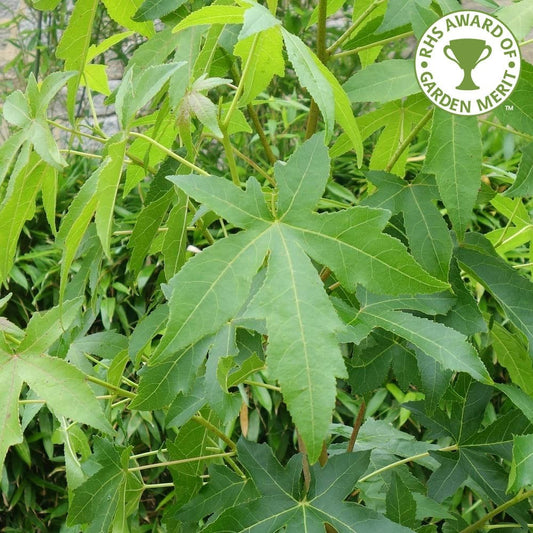 Liquidambar styraciflua 'Palo Alto'