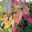 Liquidambar styraciflua 'Palo Alto' Sweet Gum tree