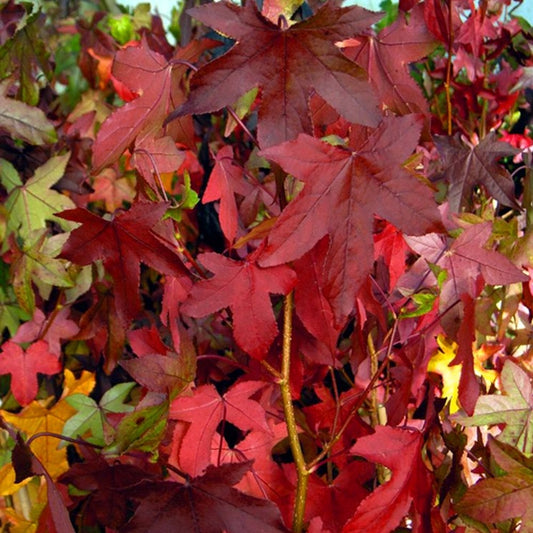 Liquidambar styraciflua 'Slender Silhouette' Sweet Gum