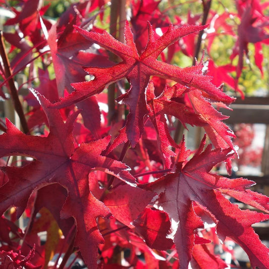 Liquidambar styraciflua 'Stared' tree