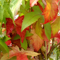 Liquidambar styraciflua Tree