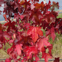 Liquidambar styraciflua Sweet Gum tree