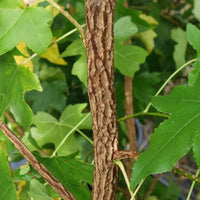 Liquidambar styraciflua bark