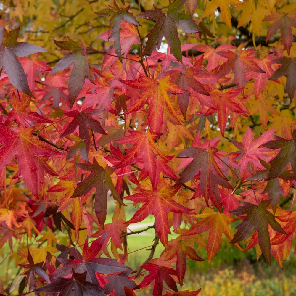 Liquidambar styraciflua 'Worplesdon' foliage