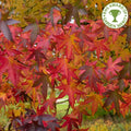 Liquidambar styraciflua 'Worplesdon' foliage