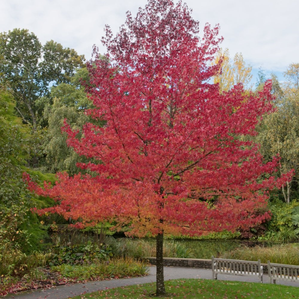 Liquidambar styraciflua 'Worplesdon' tree