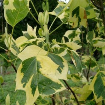 Liriodendron tulipifera ‘Aureomarginata’ variegated Tulip tree