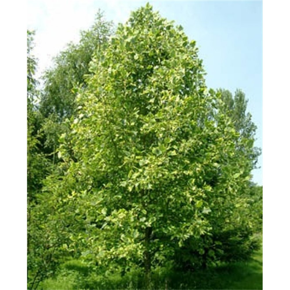 Mature Liriodendron tulipifera ‘Aureomarginata’ tree