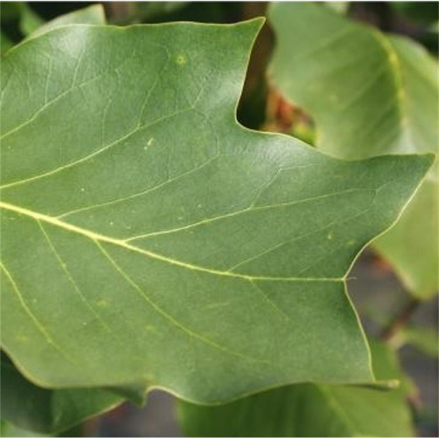 Liriodendron tulipifera ‘Fastigiata’ tree