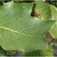 Liriodendron tulipifera ‘Fastigiata’ tree