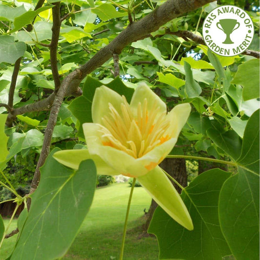 Liriodendron tulipifera tree