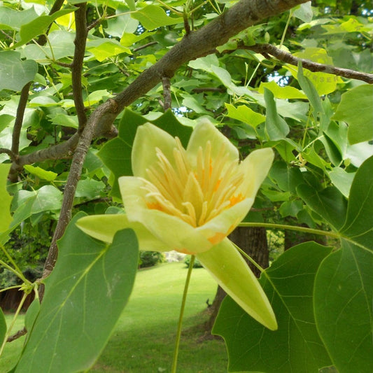 Liriodendron tulipifera Tulip tree