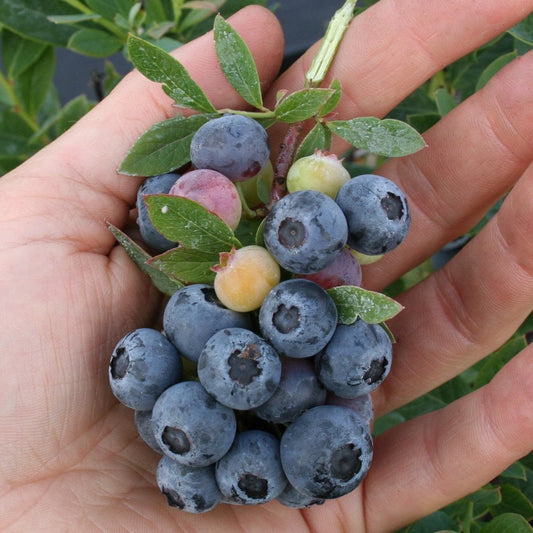 Little Blue Wonder blueberries