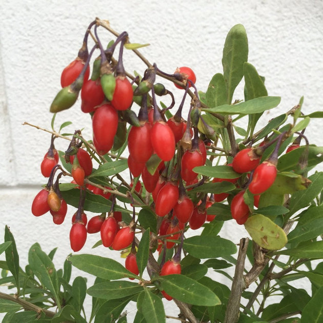 Little Goji Goji Berries