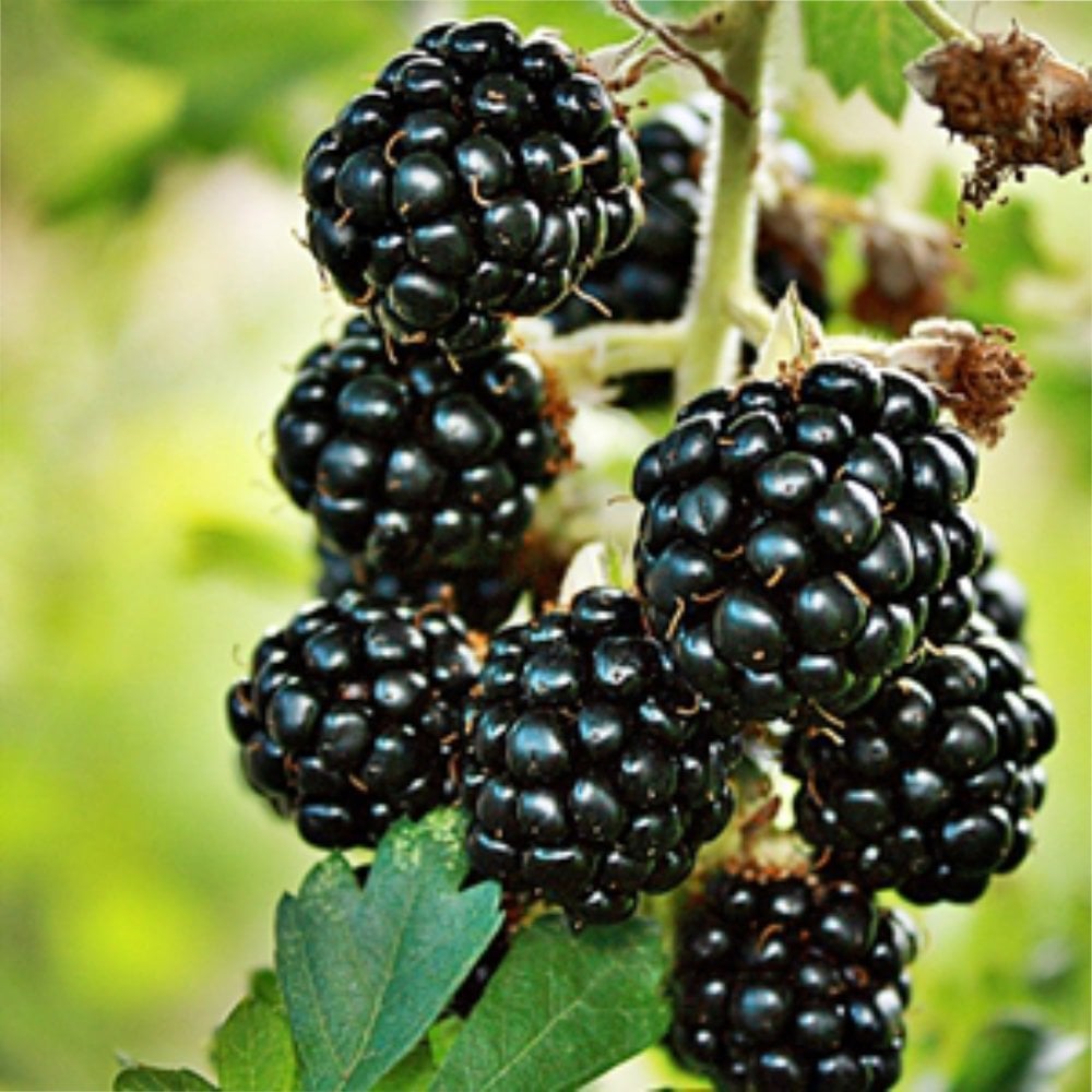 Loch Ness blackberries