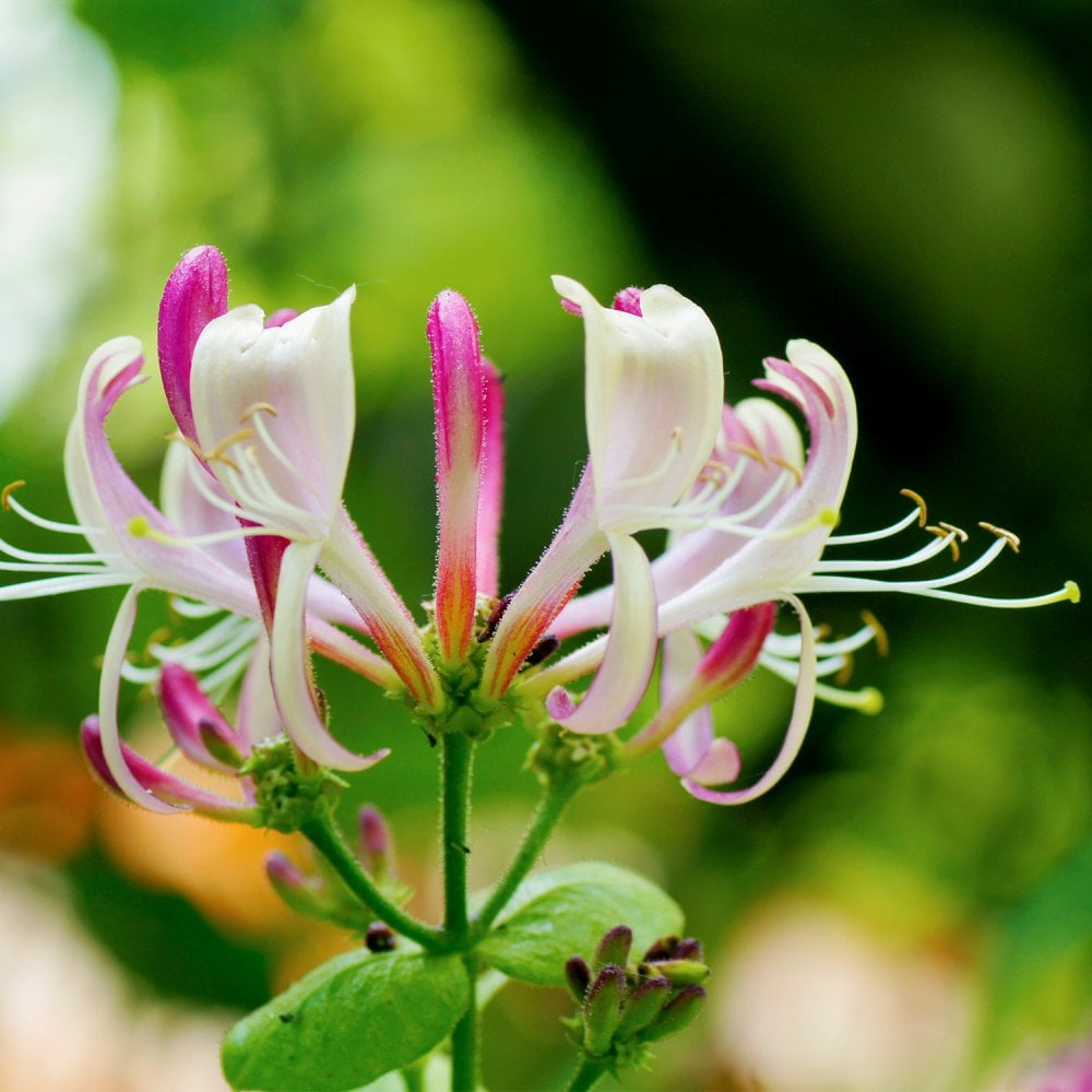 Lonicera henryi Henry's honeysuckle flower