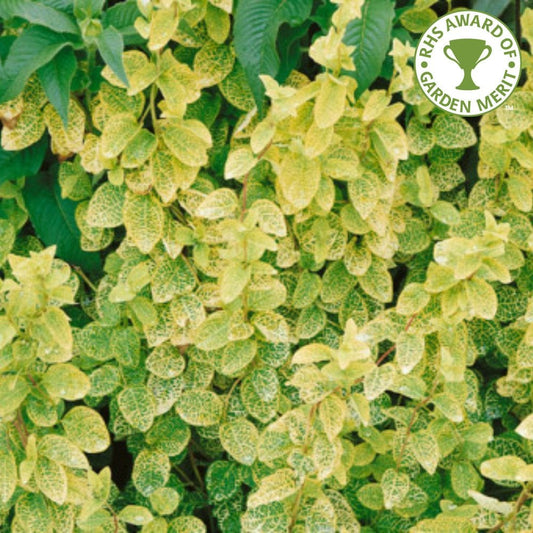 Variegated Japanese Honeysuckle