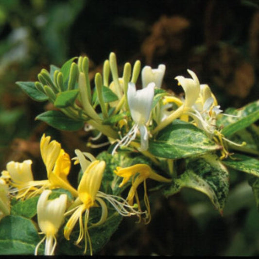 Japanese Honeysuckle Horwood Gem