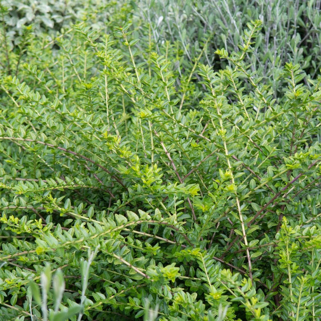 Honeysuckle 'Maygreen' hedging