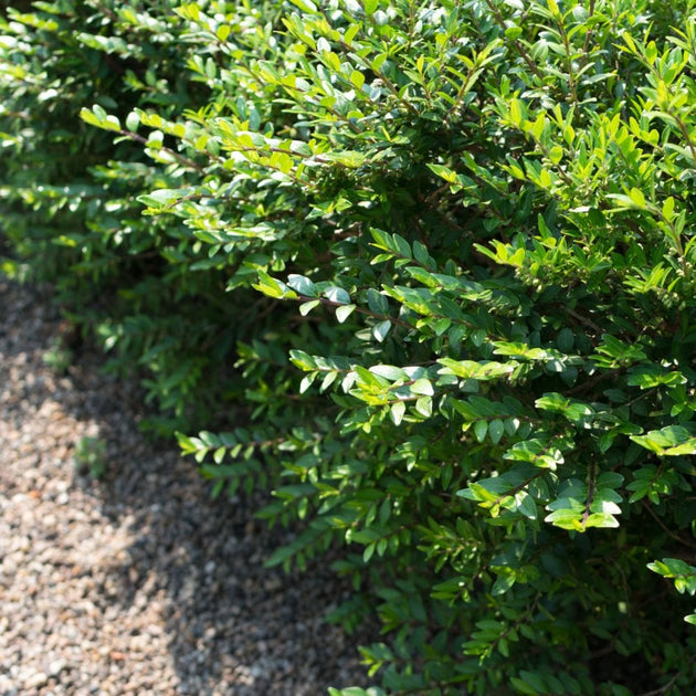 Box-Leaved Honeysuckle hedging