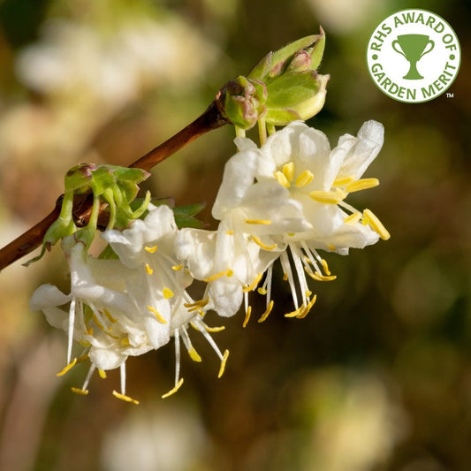 Lonicera 'Winter Beauty' flowers