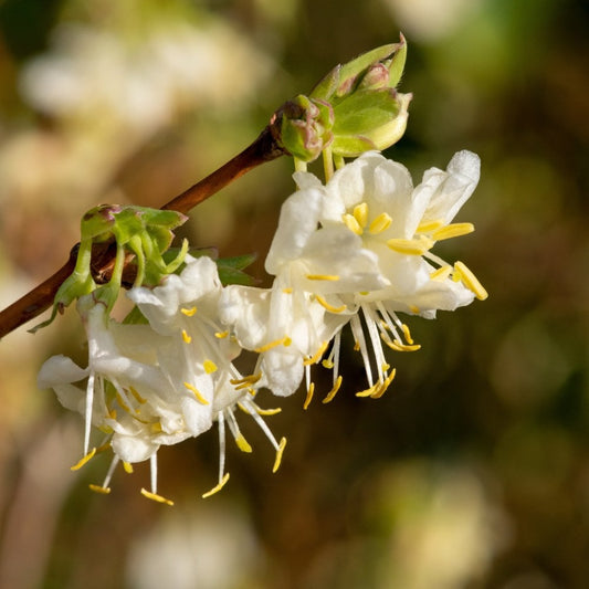 Lonicera 'Winter Beauty' flowers