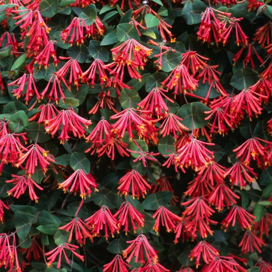 Trumpet Honeysuckle