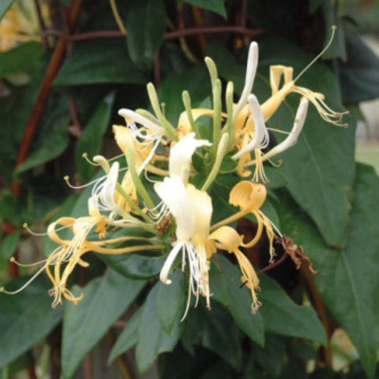 Lonicera similis 'Delavayi' Delavay Honeysuckle