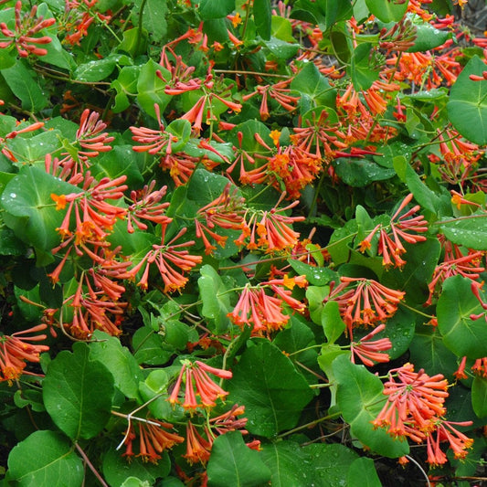 Dropmore Scarlet Honeysuckle