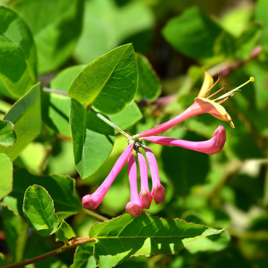 Lonicera x heckrottii 'American Beauty'