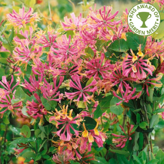 Honeysuckle Gold Flame