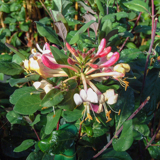 Lonicera japonica 'Red World'