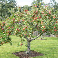 Lord Lambourne Apple tree covered in fruit