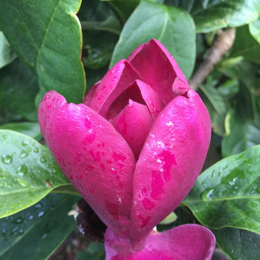 Magnolia 'Cleopatra' Tree