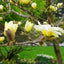 Magnolia denudata Yellow River 