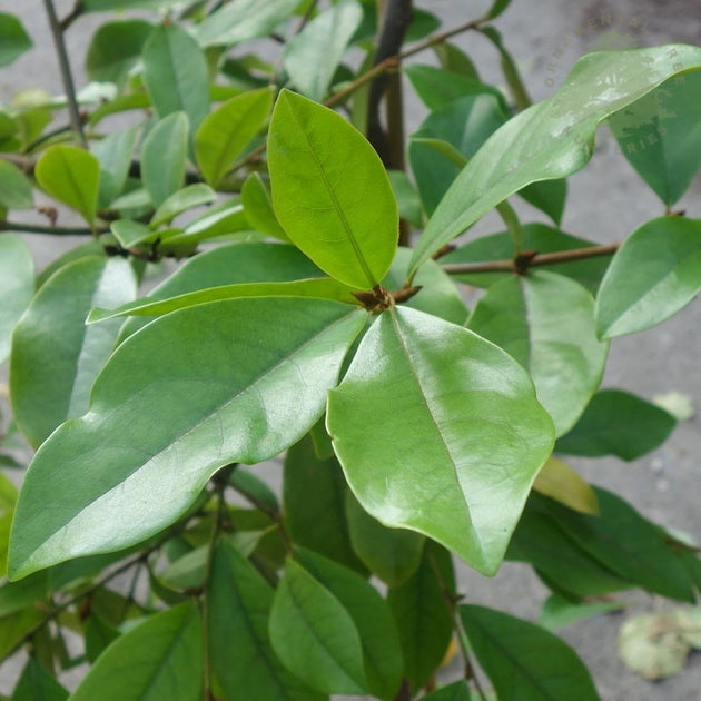 Evergreen leaves on Magnolia 'Fairy Blush'