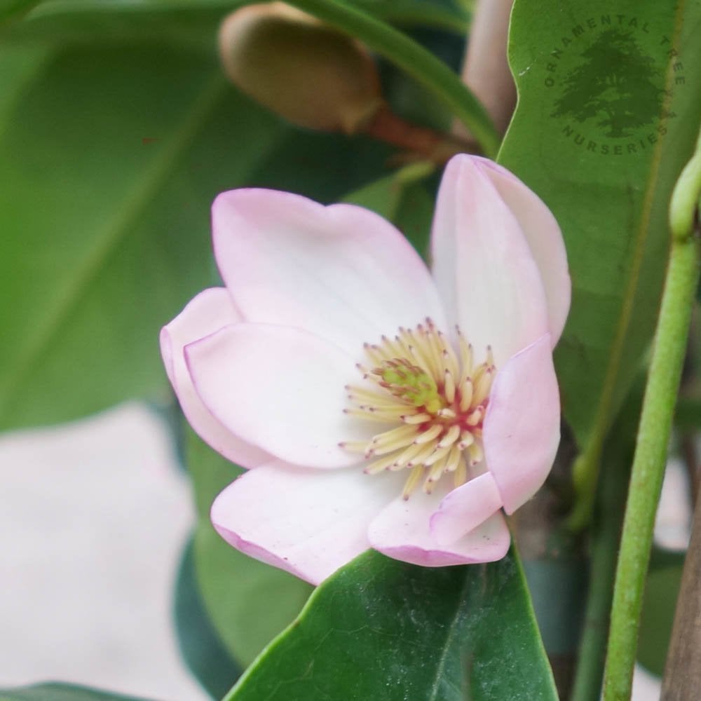 Magnolia 'Fairy Blush'