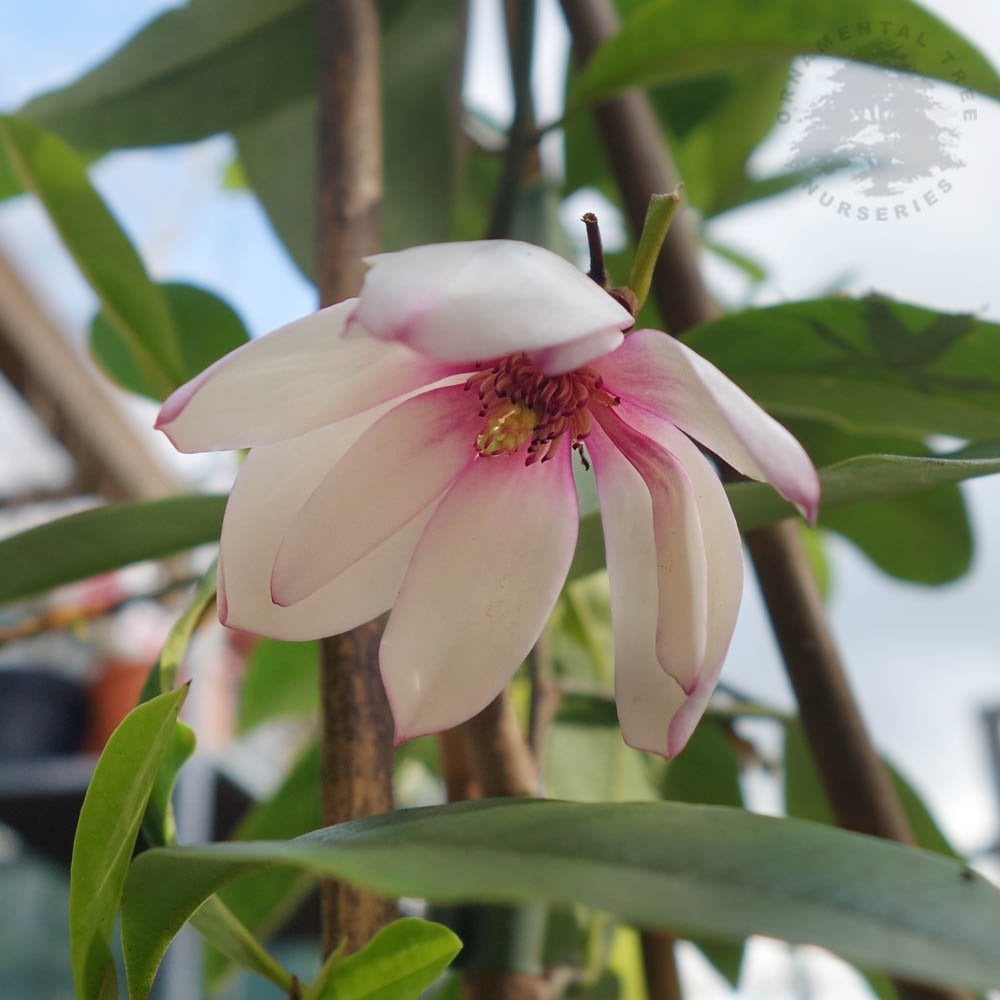 Magnolia 'Fairy Blush' flower