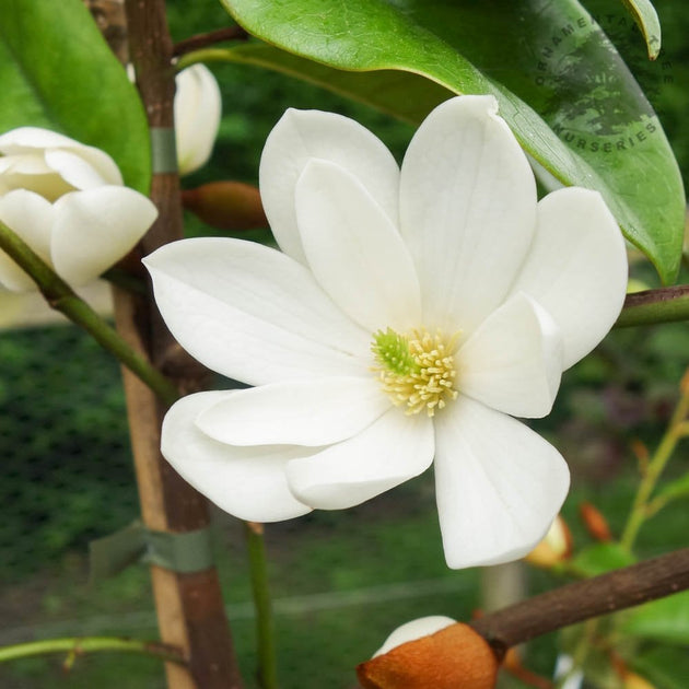 Magnolia 'Fairy Cream' flower