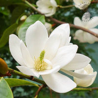 Magnolia 'Fairy Cream'