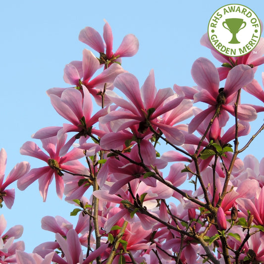 Magnolia Galaxy tree