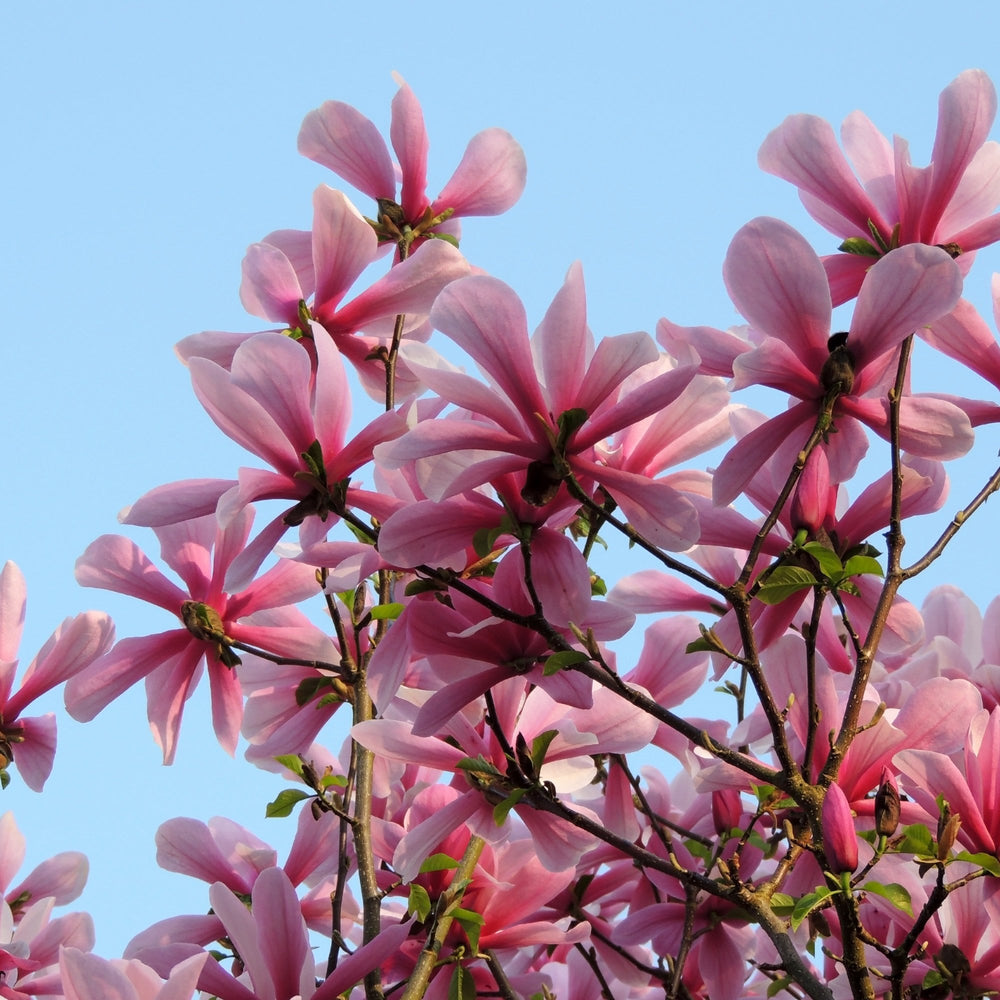 Magnolia Galaxy tree