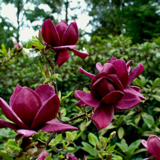 Magnolia 'Genie'