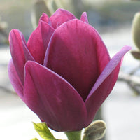 Magnolia 'Genie'