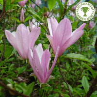 Magnolia 'George Henry Kern'